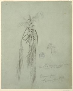 绘画，牙买加椰子树，1865 年 6 月 14 日 作者 弗雷德里克·埃德温·丘奇