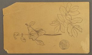 绘画，素描。  素描  植物茎干。   带叶子的枝桠，可能创作于 1877 年 作者 弗雷德里克·埃德温·丘奇