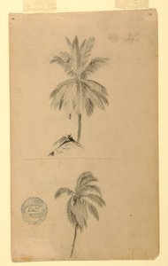 绘画，素描。  两幅素描  棕榈树，1857 年 作者 弗雷德里克·埃德温·丘奇
