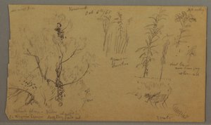 素描，植物研究，1865 年 10 月 6 日 作者 弗雷德里克·埃德温·丘奇
