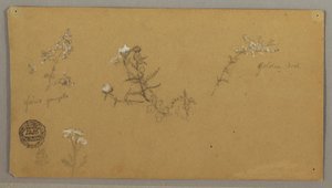 素描，开花植物，约 1856 年 作者 弗雷德里克·埃德温·丘奇