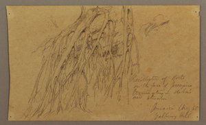 绘图，悬挂的树根，加勒韦山，1865 年 8 月 作者 弗雷德里克·埃德温·丘奇
