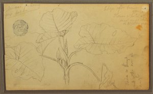 素描，树叶，1857 年 作者 弗雷德里克·埃德温·丘奇