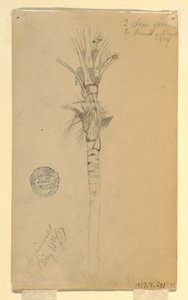 素描，棕榈树的叶子和茎干，1857 年 5 月 15 日，巴拿马阿斯平沃尔 作者 弗雷德里克·埃德温·丘奇