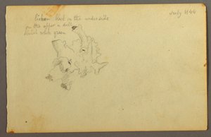 绘画，地衣，1844 年 作者 弗雷德里克·埃德温·丘奇