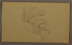 素描，百合植物，1865 年 作者 弗雷德里克·埃德温·丘奇