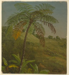 绘画，棕榈树，牙买加，1865 年 6 月 作者 弗雷德里克·埃德温·丘奇