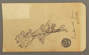 绘画，松树，1878 年 10 月 3 日 作者 弗雷德里克·埃德温·丘奇