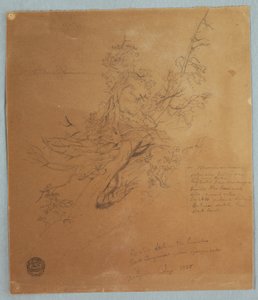 素描，尼亚加拉瀑布下加拿大银行的崎岖树木，1856 年 9 月 作者 弗雷德里克·埃德温·丘奇