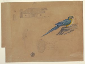 素描，瓜卡玛亚研究，哥伦比亚波哥大，1853 年 6-7 月 作者 弗雷德里克·埃德温·丘奇