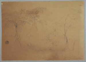 素描，《两棵树和三种植物的研究》，厄瓜多尔乔尔杰附近，1857 年 7 月 23 日 作者 弗雷德里克·埃德温·丘奇