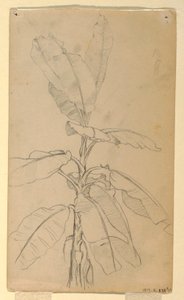 素描，长叶植物研究，1857 年 5 月和 6 月 作者 弗雷德里克·埃德温·丘奇