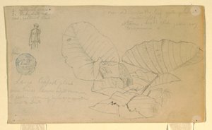 素描，一个人的研究；研究，可能是 1857 年 6 月 作者 弗雷德里克·埃德温·丘奇