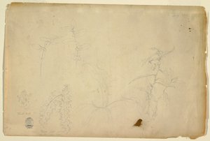 绘画，《荆棘和蒺藜》，1844 年 7 月 作者 弗雷德里克·埃德温·丘奇