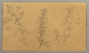 素描，三种植物研究，1865 年 10 月 作者 弗雷德里克·埃德温·丘奇