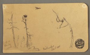 素描，树木，飞鸟，1877 年 作者 弗雷德里克·埃德温·丘奇
