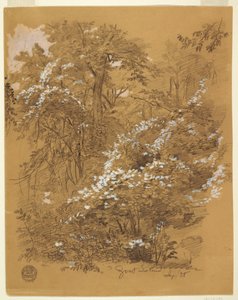 素描，林地场景，山羊岛，尼亚加拉河，纽约，1858 年 9 月 作者 弗雷德里克·埃德温·丘奇