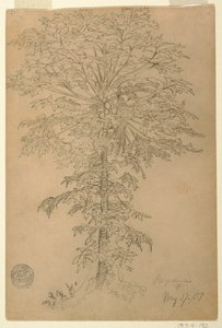 结满成熟果实的木瓜树，厄瓜多尔 作者 弗雷德里克·埃德温·丘奇