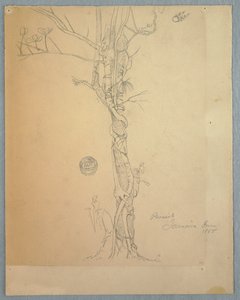 树干周围的寄生虫伤口，牙买加 作者 弗雷德里克·埃德温·丘奇