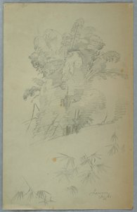 对牙买加树木和枝桠的研究 作者 弗雷德里克·埃德温·丘奇