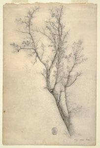 枝繁叶茂的树 作者 弗雷德里克·埃德温·丘奇