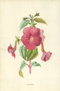 Achimenes 作者 Frederick Edward Hulme