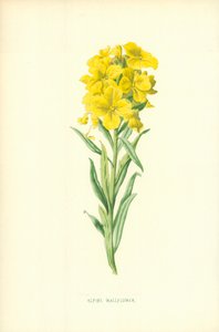 高山壁花