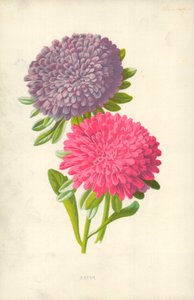 翠菊 作者 弗雷德里克·爱德华·赫尔姆
