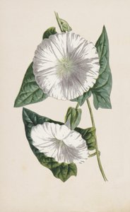 旋花（chromolitho） 作者 Frederick Edward Hulme