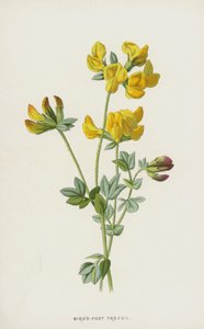 鸟脚三叶草（chromolitho） 作者 弗雷德里克·爱德华·赫尔姆