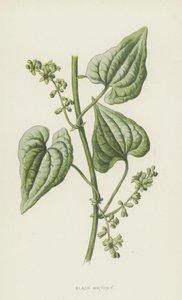 Black Bryony（chromolitho） 作者 弗雷德里克·爱德华·赫尔姆