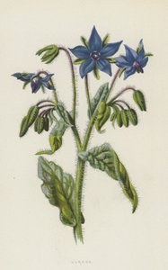 琉璃苣（chromolitho）