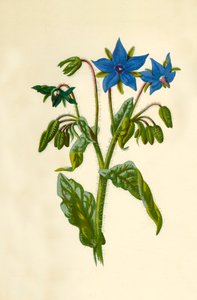 琉璃苣，1877年。 作者 弗雷德里克·爱德华·赫尔姆