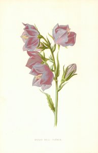 宽广的钟花