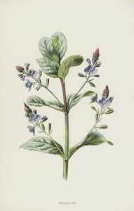 Brooklime（chromolitho） 作者 弗雷德里克·爱德华·赫尔姆
