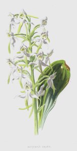 蝴蝶兰（chromolitho） 作者 弗雷德里克·爱德华·赫尔姆