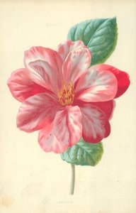 茶花 作者 弗雷德里克·爱德华·赫尔姆