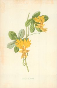 金丝雀花