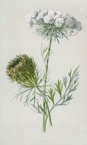 胡萝卜（chromolitho） 作者 弗雷德里克·爱德华·赫尔姆