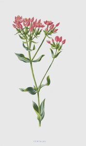 Centaury（chromolitho） 作者 弗雷德里克·爱德华·赫尔姆