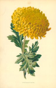 菊花 作者 弗雷德里克·爱德华·赫尔姆