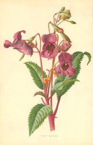Ciant Balsam 作者 弗雷德里克·爱德华·赫尔姆