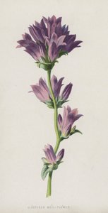 簇状钟花（chromolitho）
