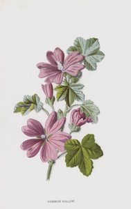普通锦葵（chromolitho） 作者 弗雷德里克·爱德华·赫尔姆