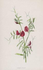 普通Vetch（chromolitho） 作者 弗雷德里克·爱德华·赫尔姆