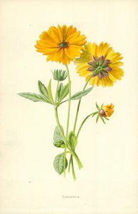 金鸡