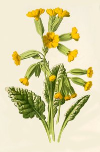 考斯利普（Cowslip），1877年。