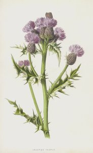 匍匐蓟（chromolitho） 作者 弗雷德里克·爱德华·赫尔姆