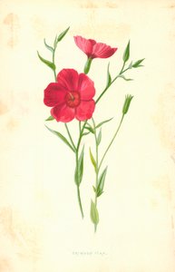 深红亚麻 作者 弗雷德里克·爱德华·赫尔姆