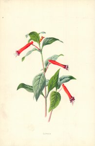 萼距花 作者 弗雷德里克·爱德华·赫尔姆